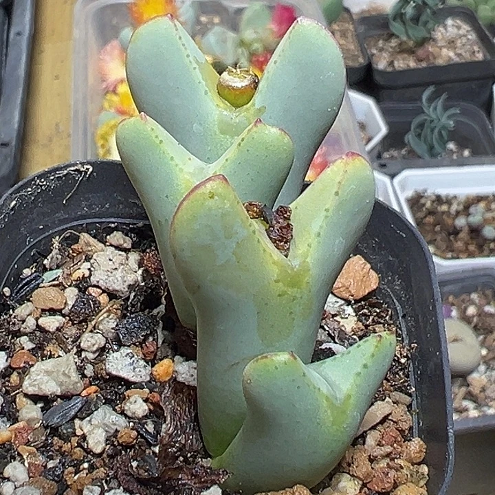 703号开播福利大将多肉植物