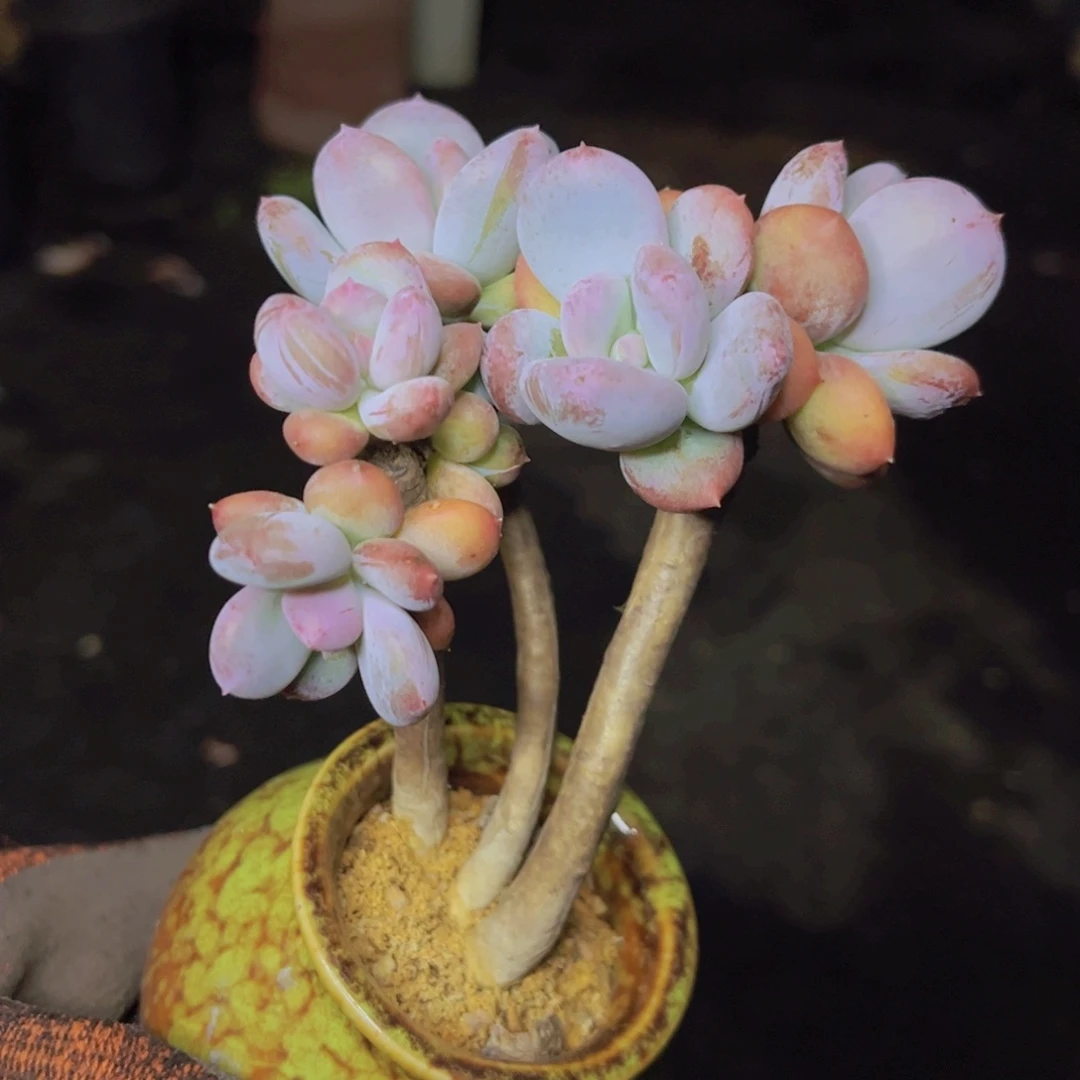 一颗花的传奇一生