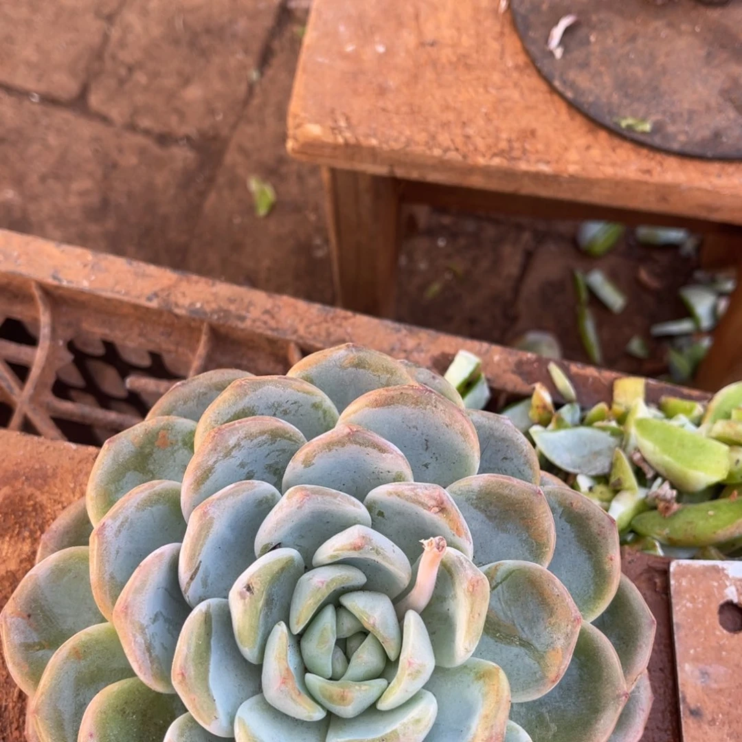 老***李12级福利整装无砍