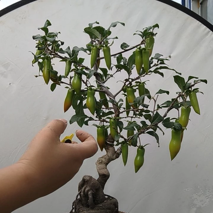 大***好完全开放老鸭柿子