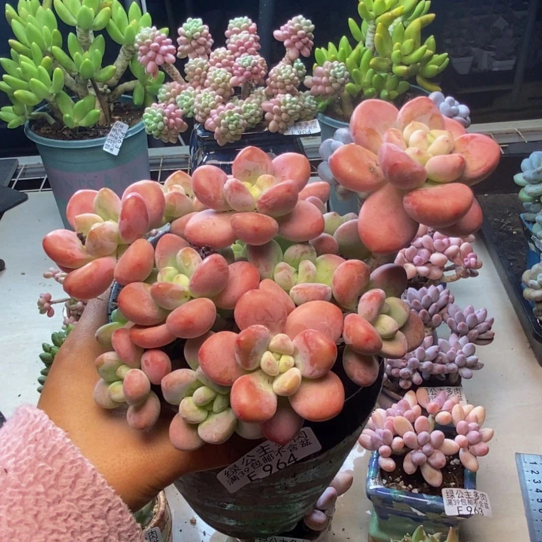 964樱花洛神多肉15c m