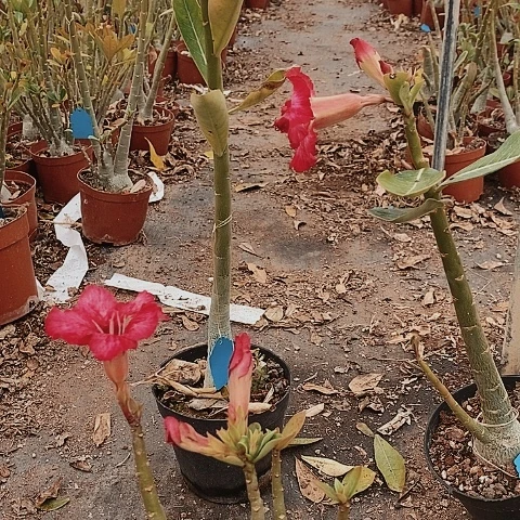 【闪购商品】木*绿植