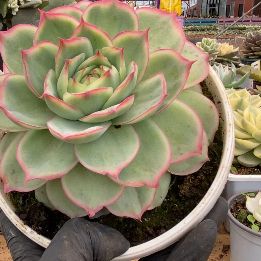 365侧影玫瑰锦锦锦锦锦