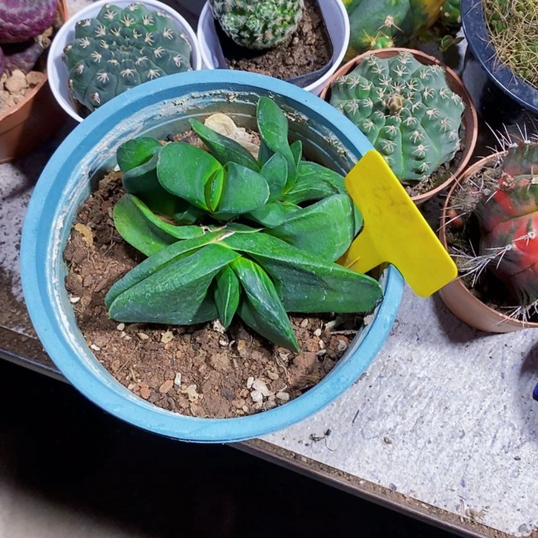 无花朵蜗牛1111111111111111个