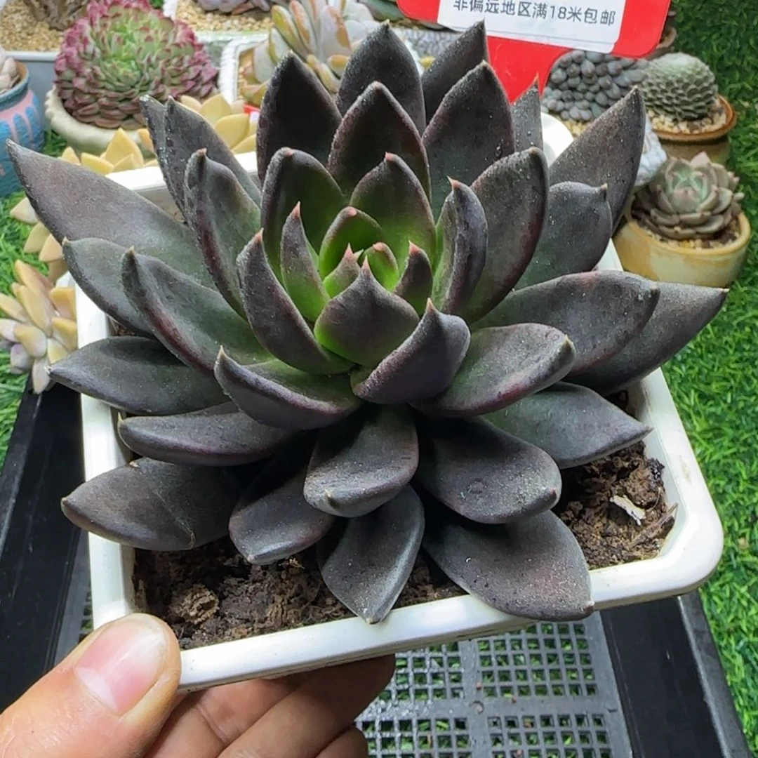 解忧多肉植物编号91