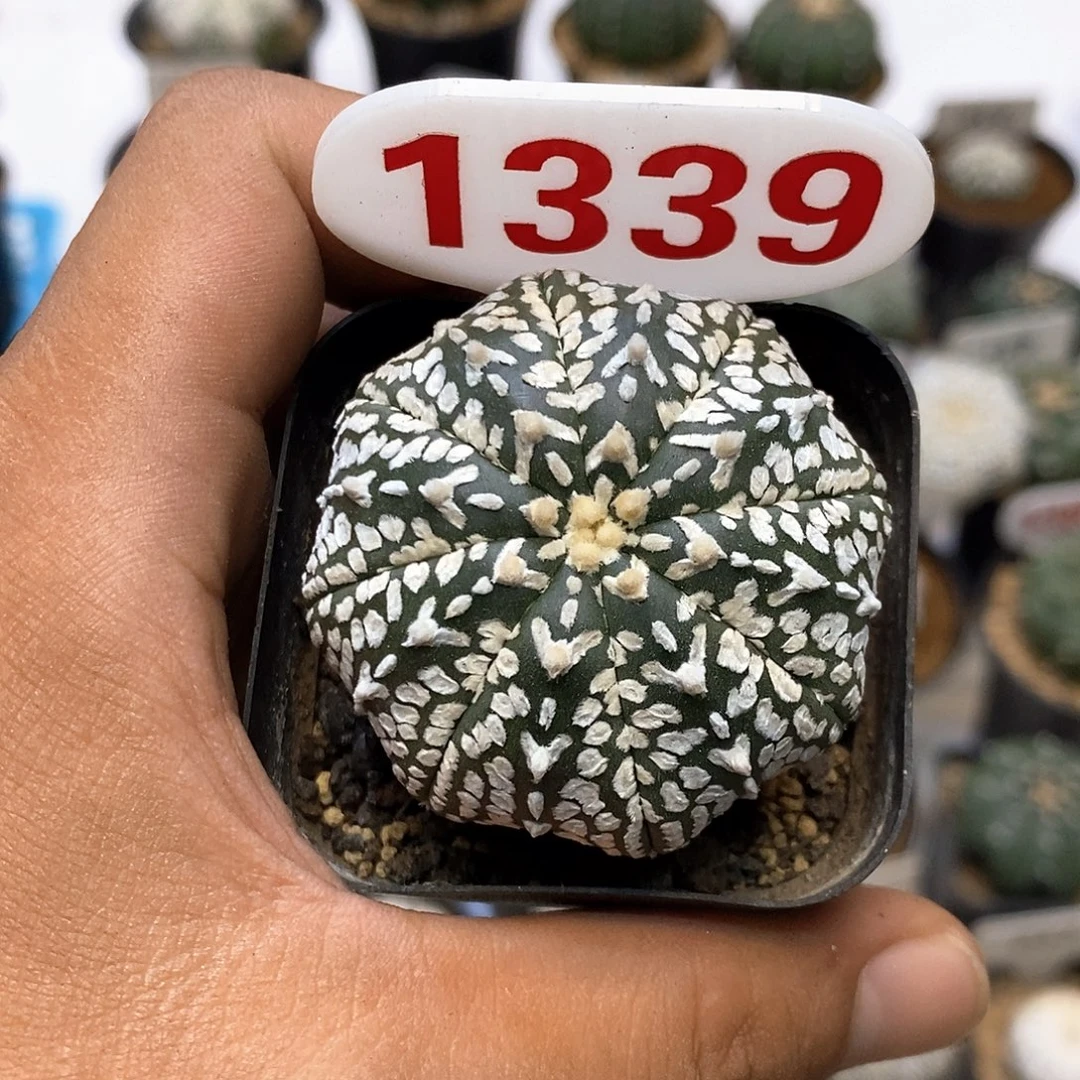 1339开播福利特价来了哦