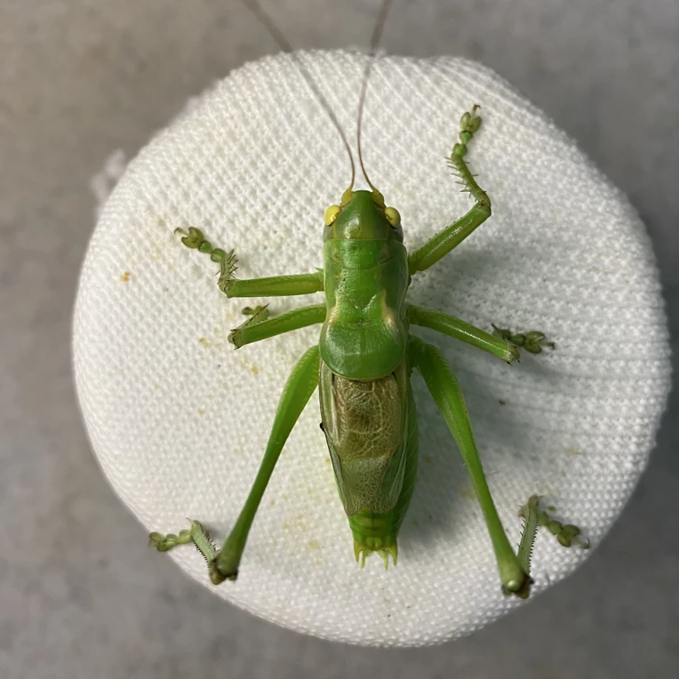 微瑕疵绿玉眼3条京东包邮