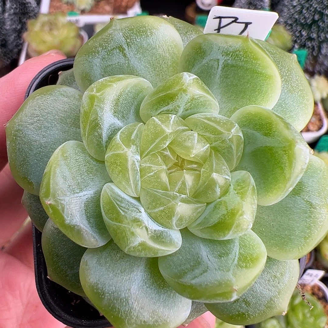 174.单头泼天，财富，五厘米