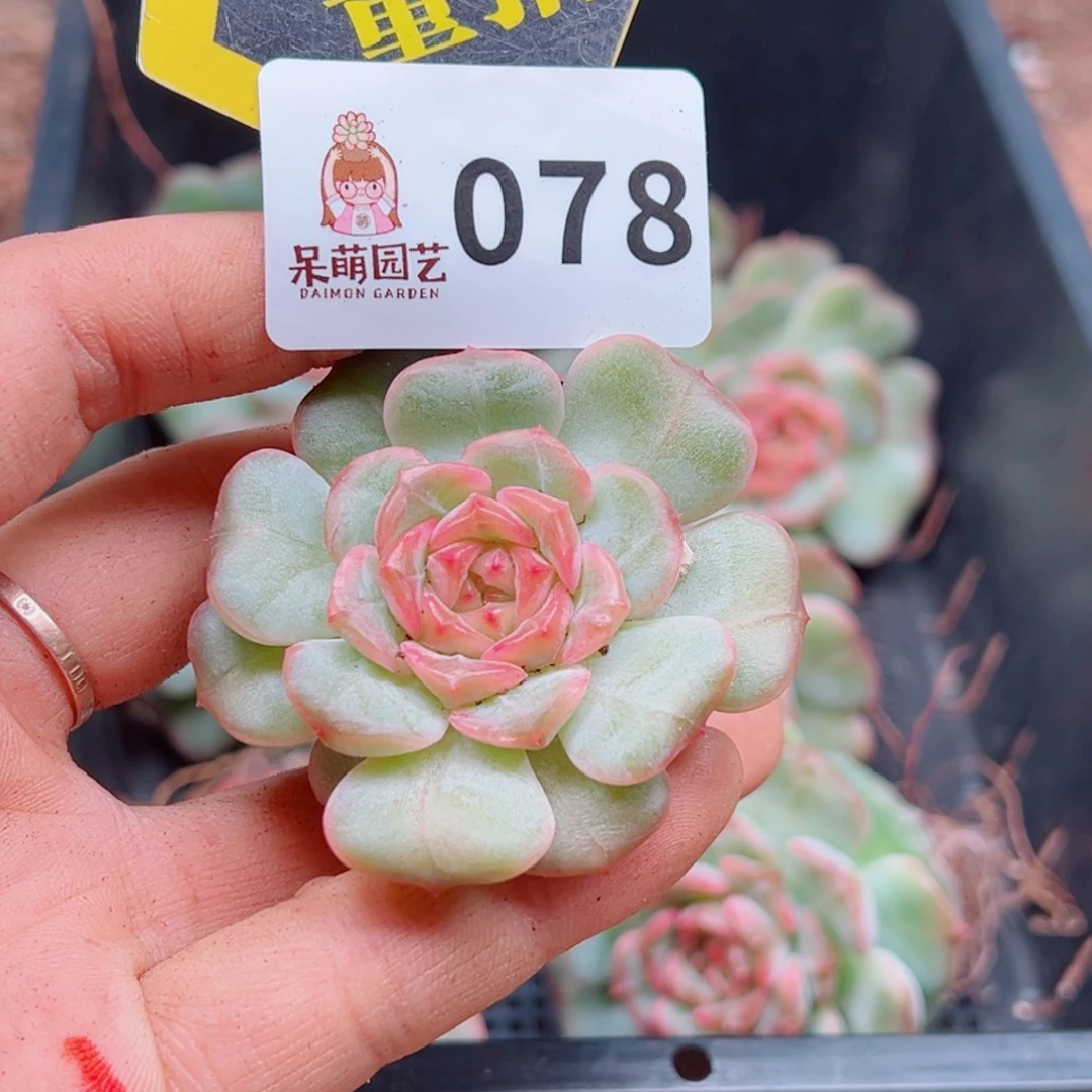 多肉植物多肉植物