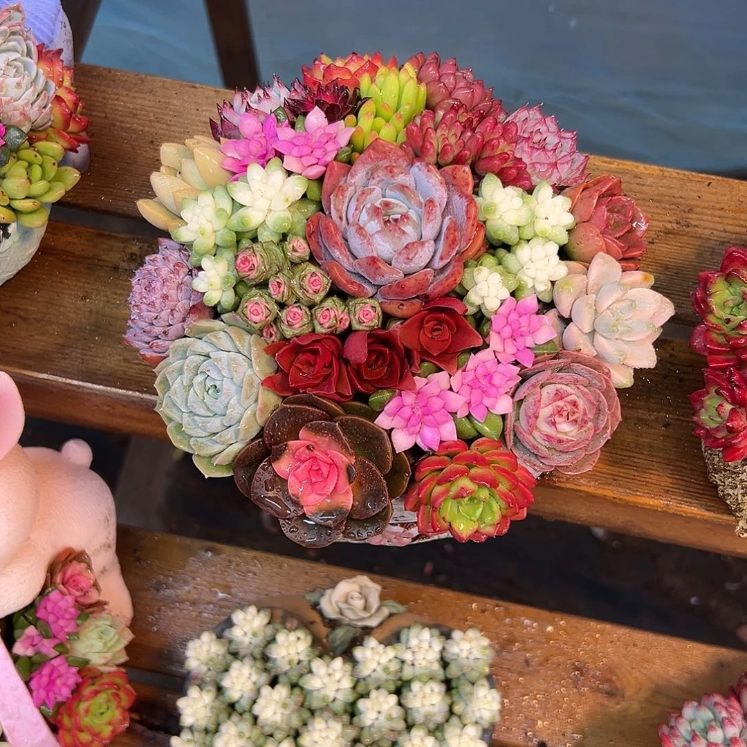 韩式花园花园组合花园