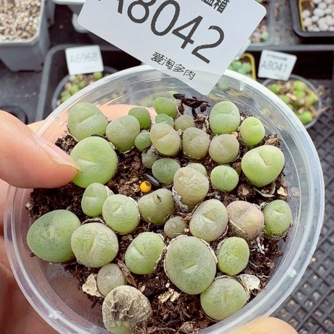 8042–生石花 生石花