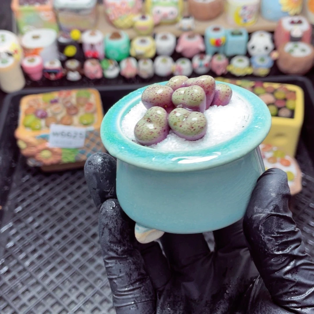 w6628--带盆土发货，零下地区拍保温箱