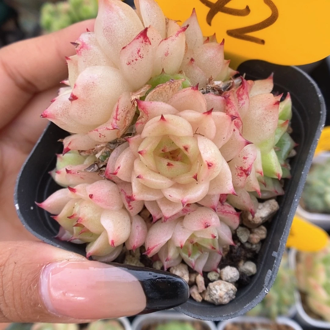 凤凰火麦秆群生642号