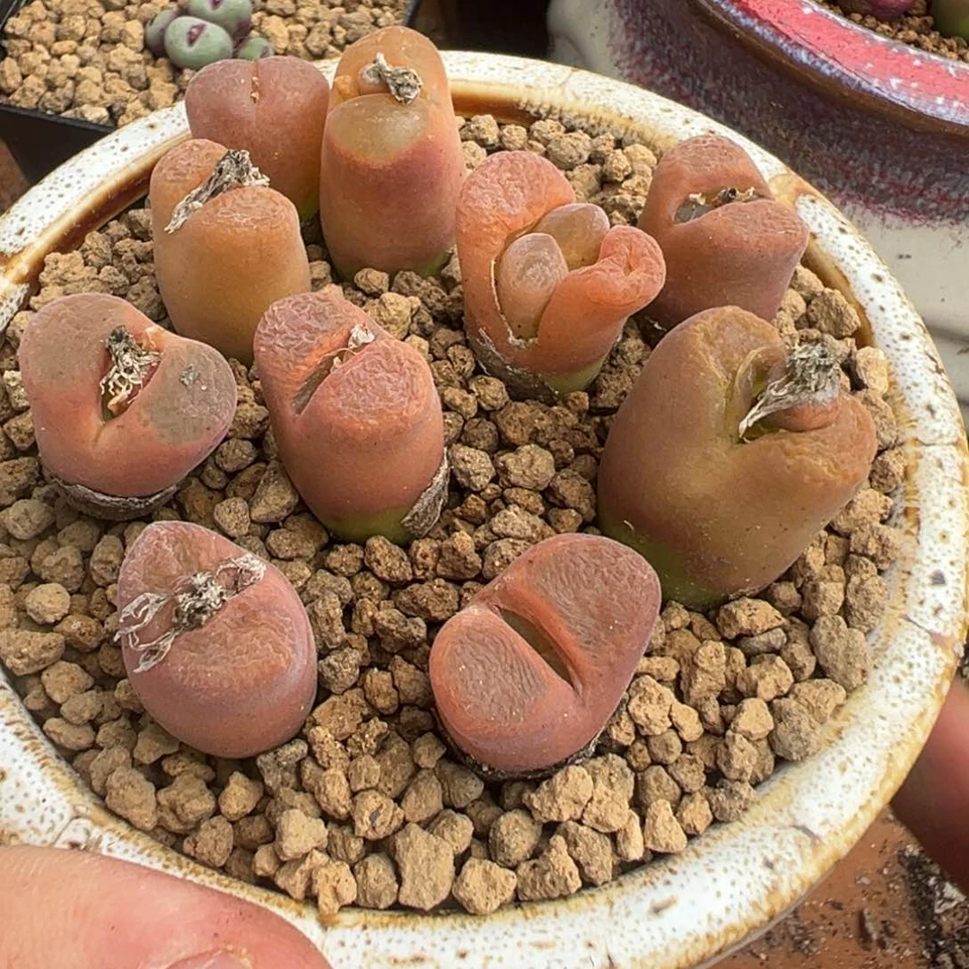 量拍日系粉风铃一颗，多肉植物，