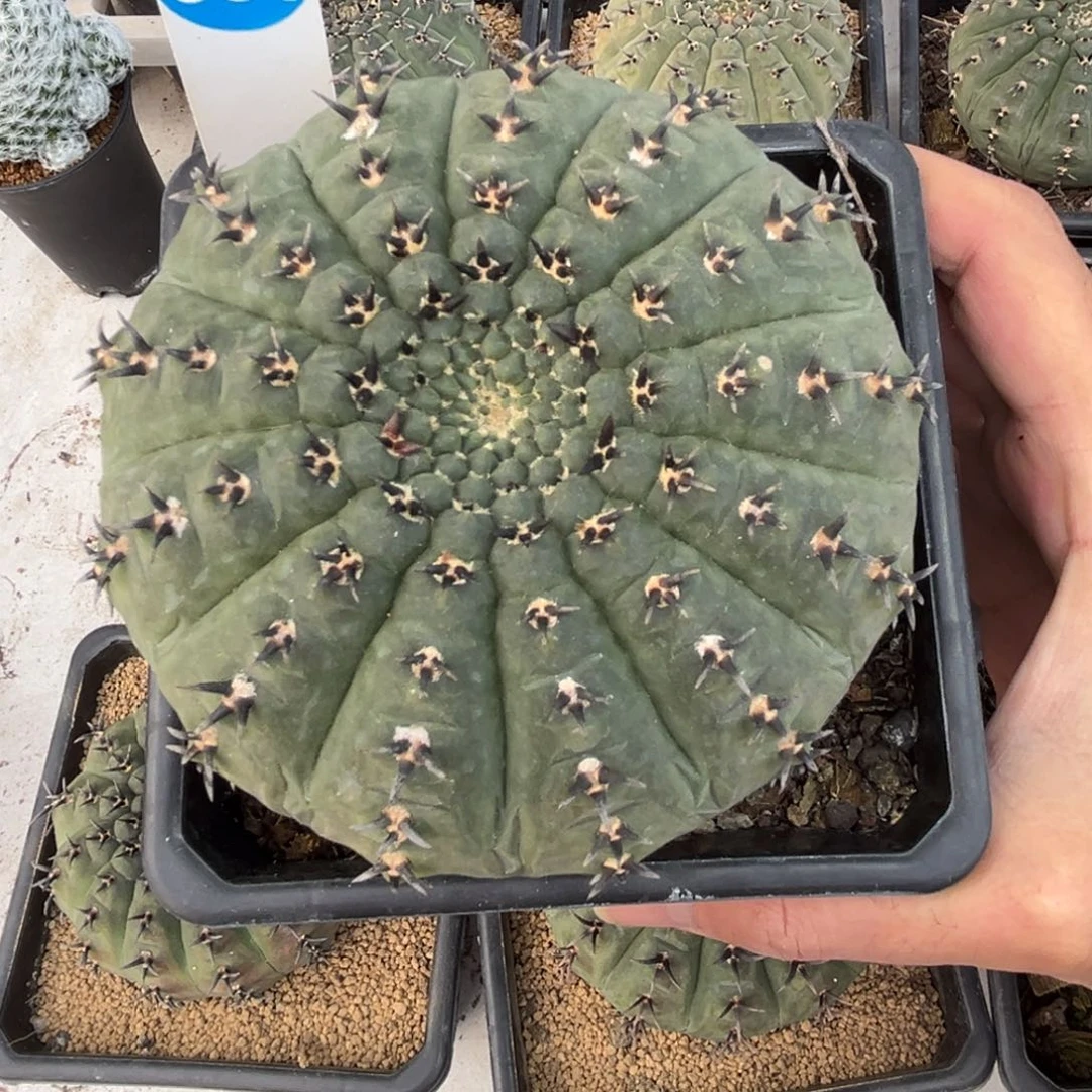 331大尺寸实生黑刺凤头