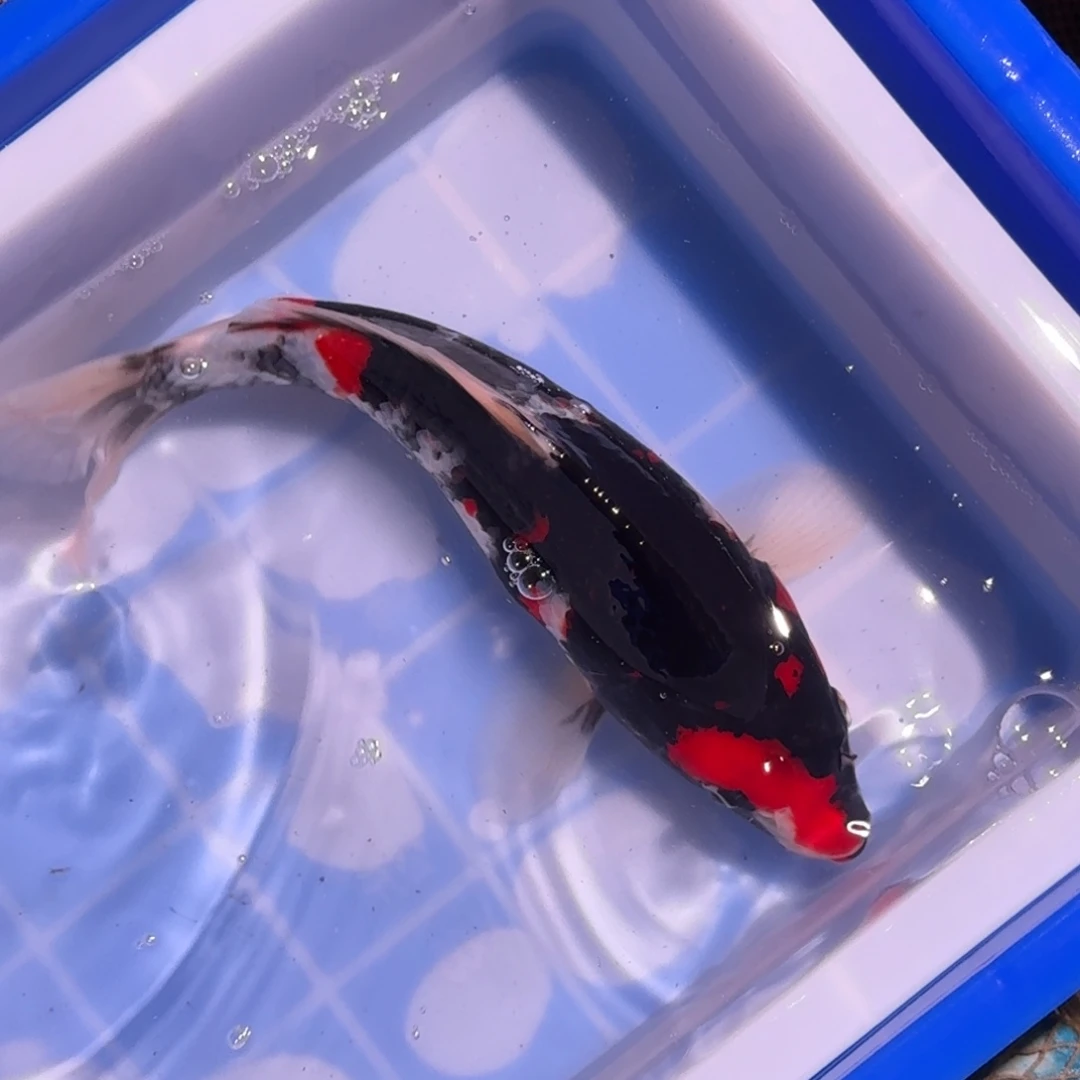 锦鲤精品锦鲤大放漏