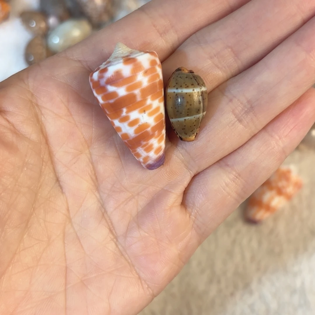 鹿***r天然海螺标本福利