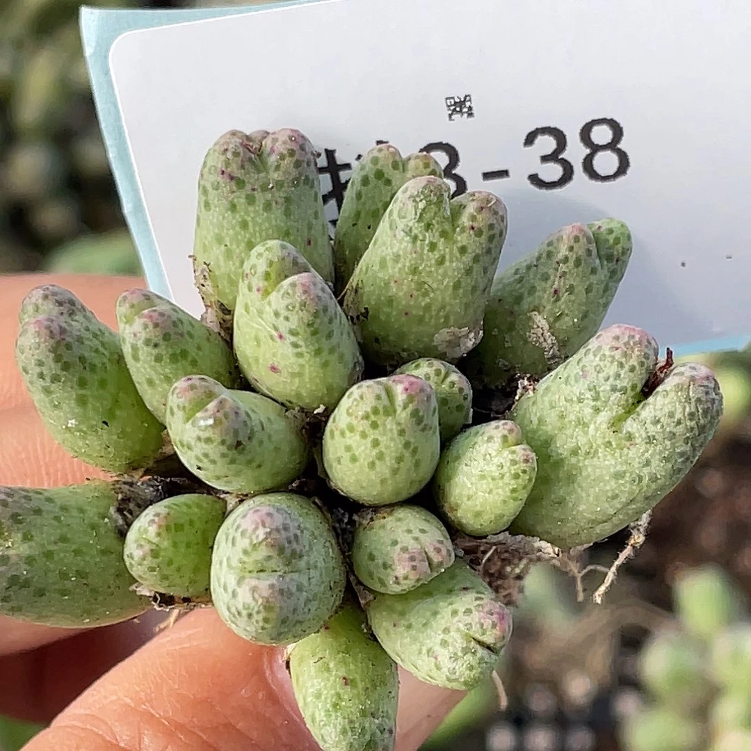 3-38草莓斑马肉锥