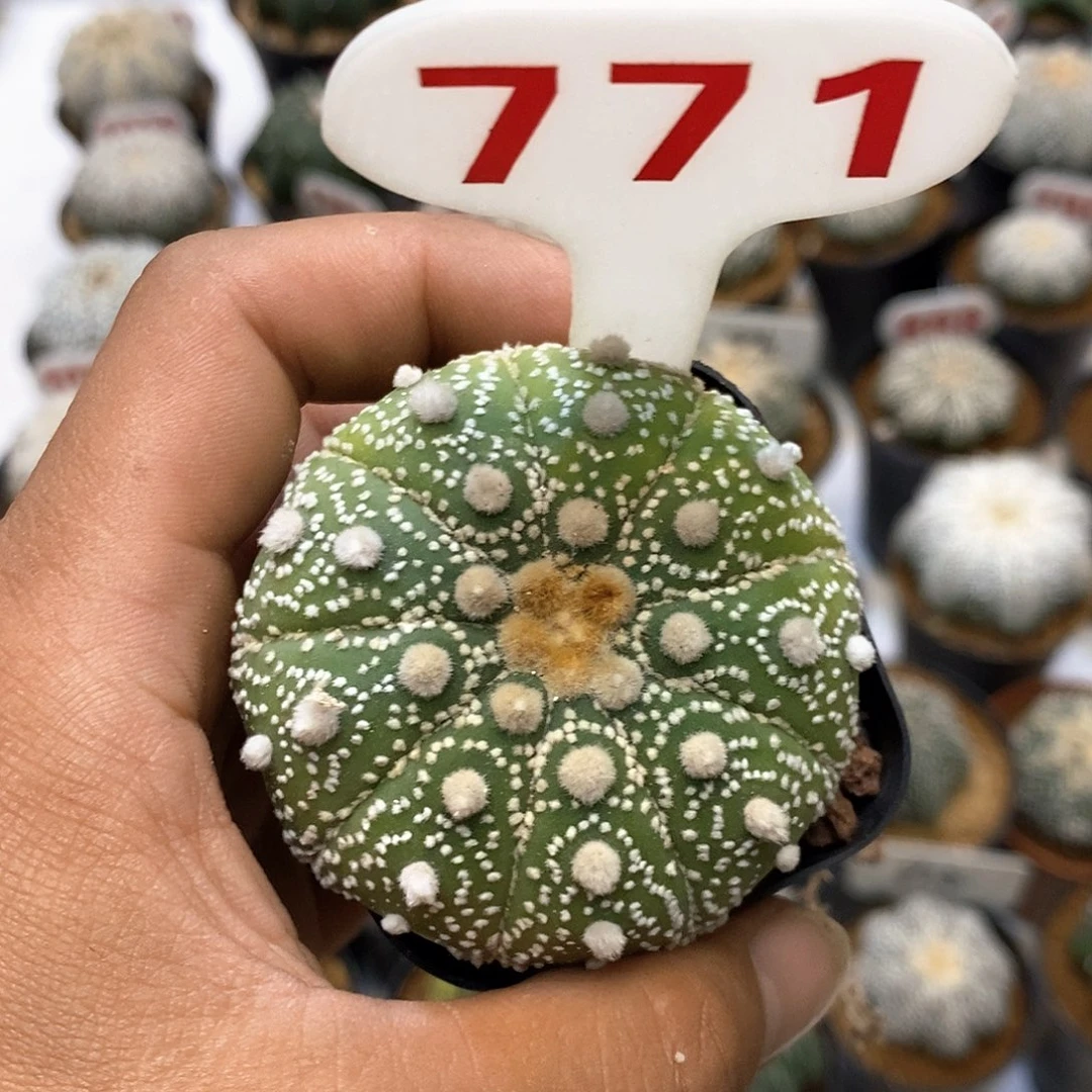 771九愣福利特价来了啊