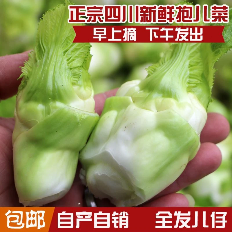 新鲜抱儿菜母子嫩儿菜脆嫩抱娃娃菜抱子芥菜现摘现发泡菜原料包邮