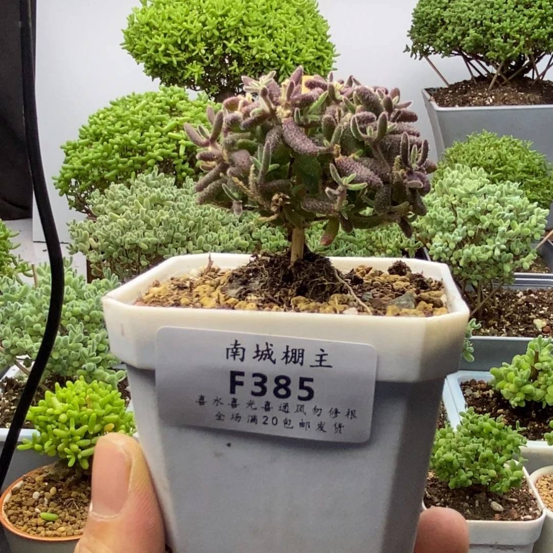 385红麒麟枝干番杏