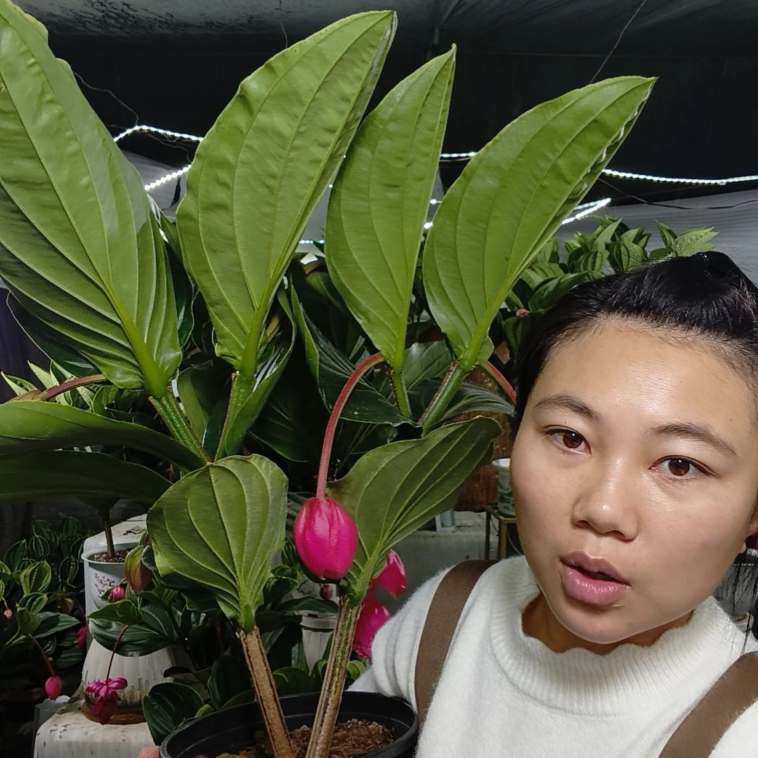 无花朵宝莲灯一物一拍基地直发