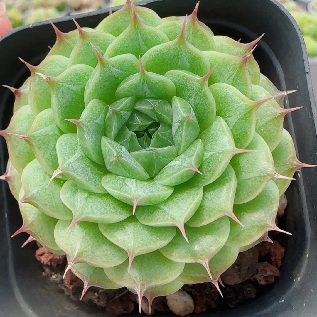 花语逸镜0704-107海王