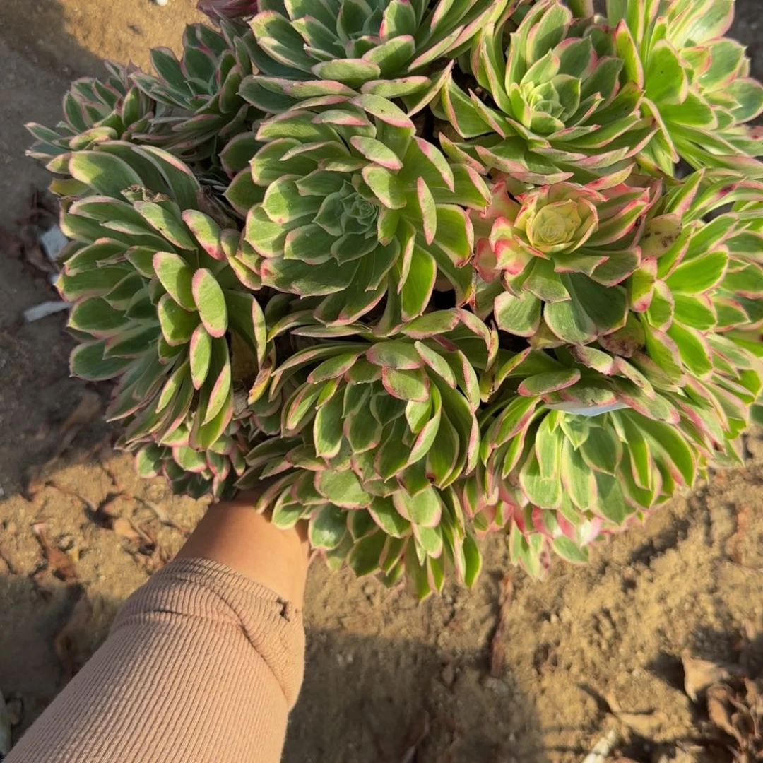 076孔雀翎。多肉植物