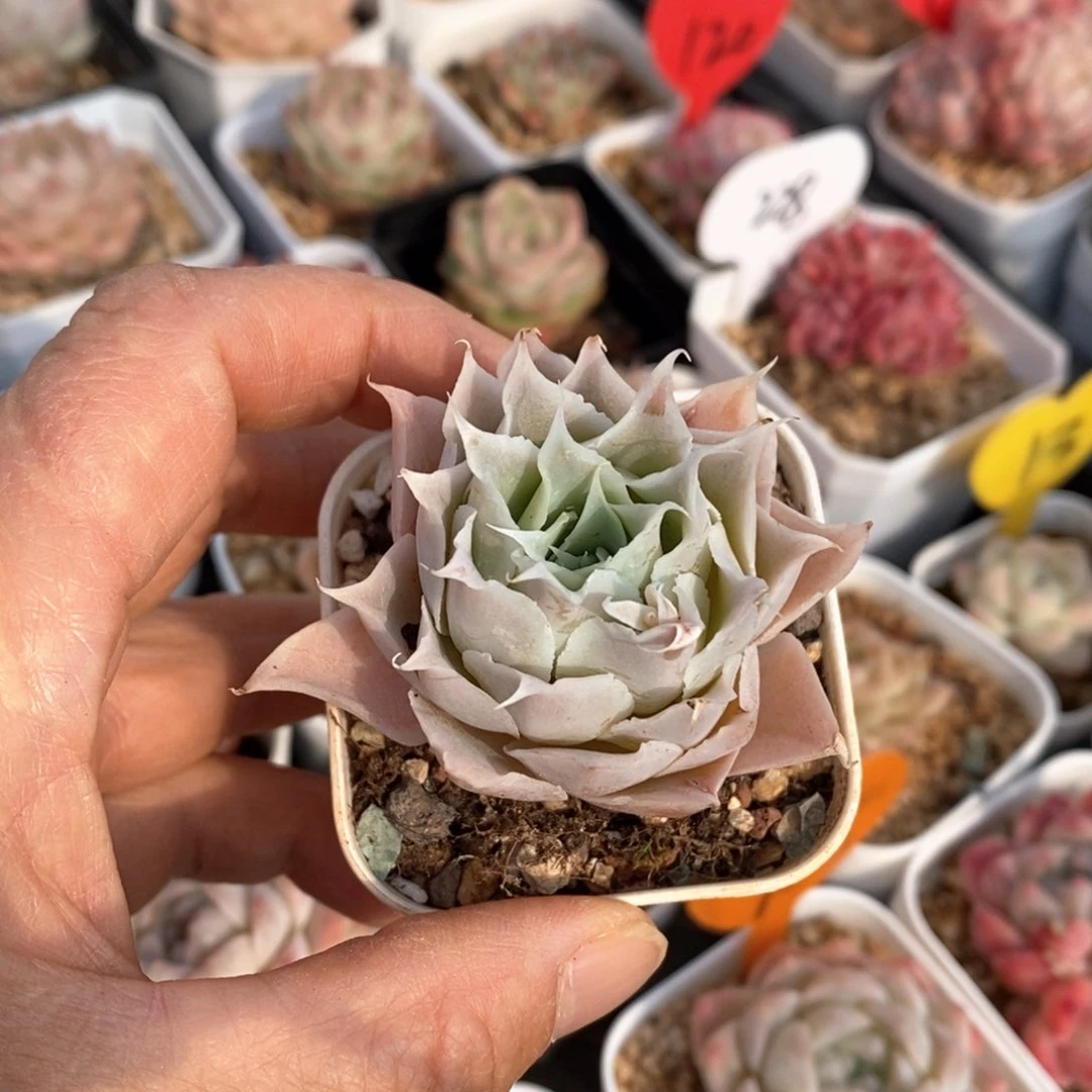 糟品多肉一物一拍不包整151