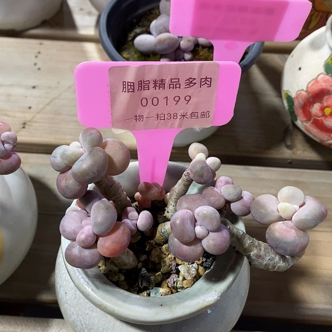 00199，额吉拉姆哦哦哦哦