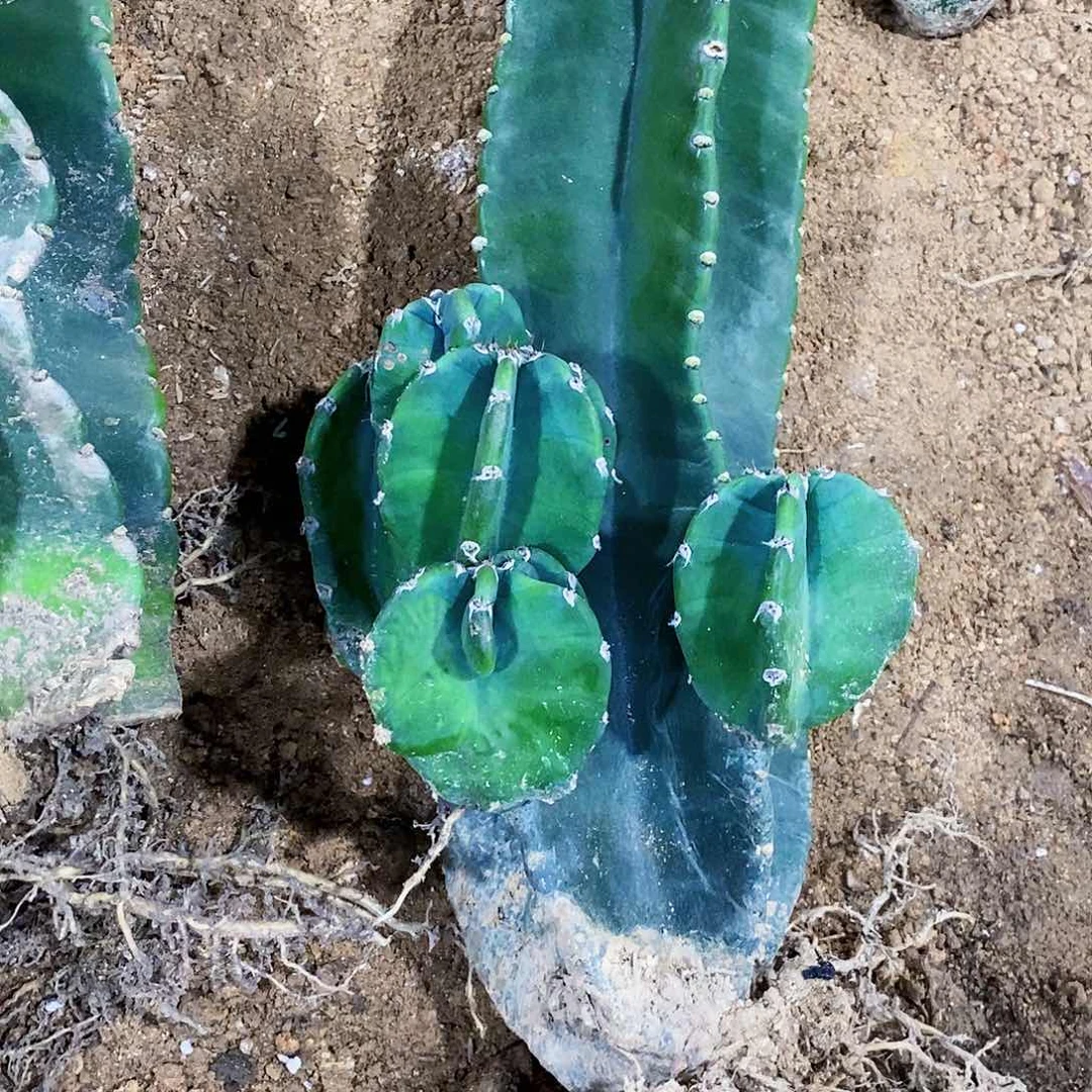 无花朵通***友000000000009009000