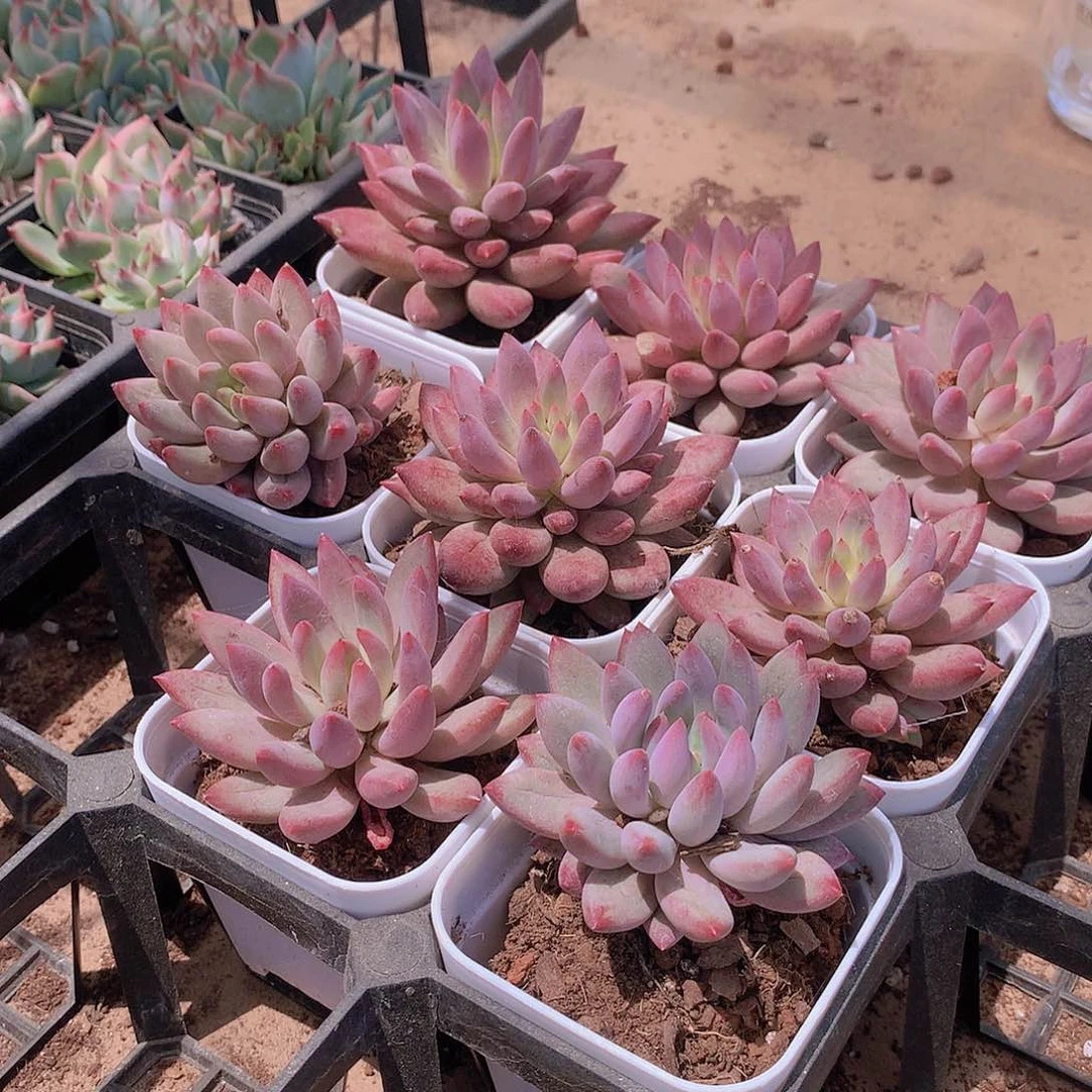 虞美人448774744447