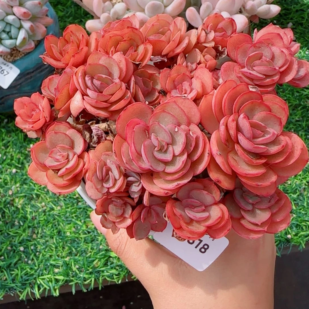 小叶秀妍，5818多肉植物