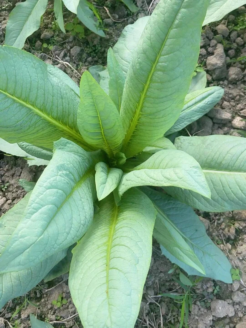 【高州甜麦菜种子】四季种植盆栽地栽阳台小院种植