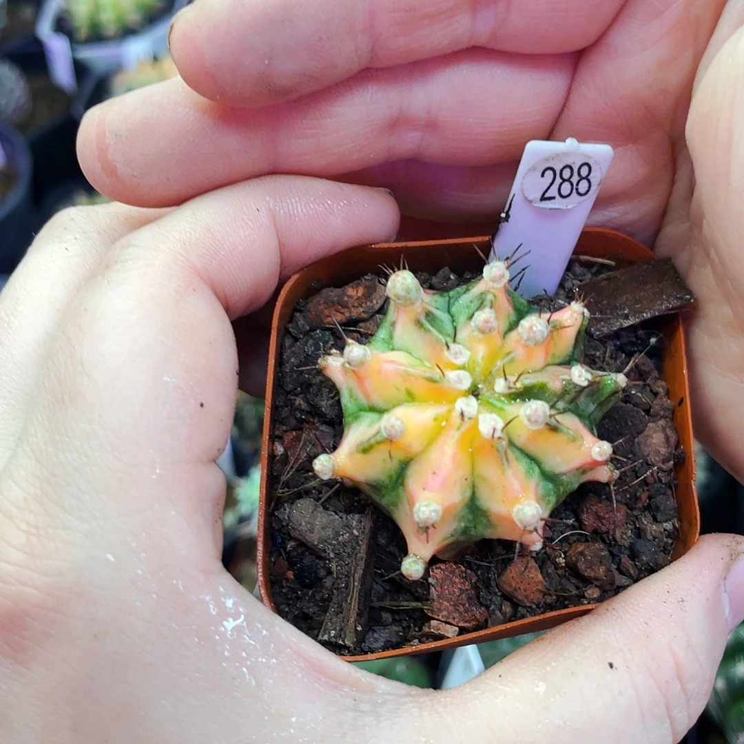 花蝴蝶非偏远地区满25包邮裸根仙人球