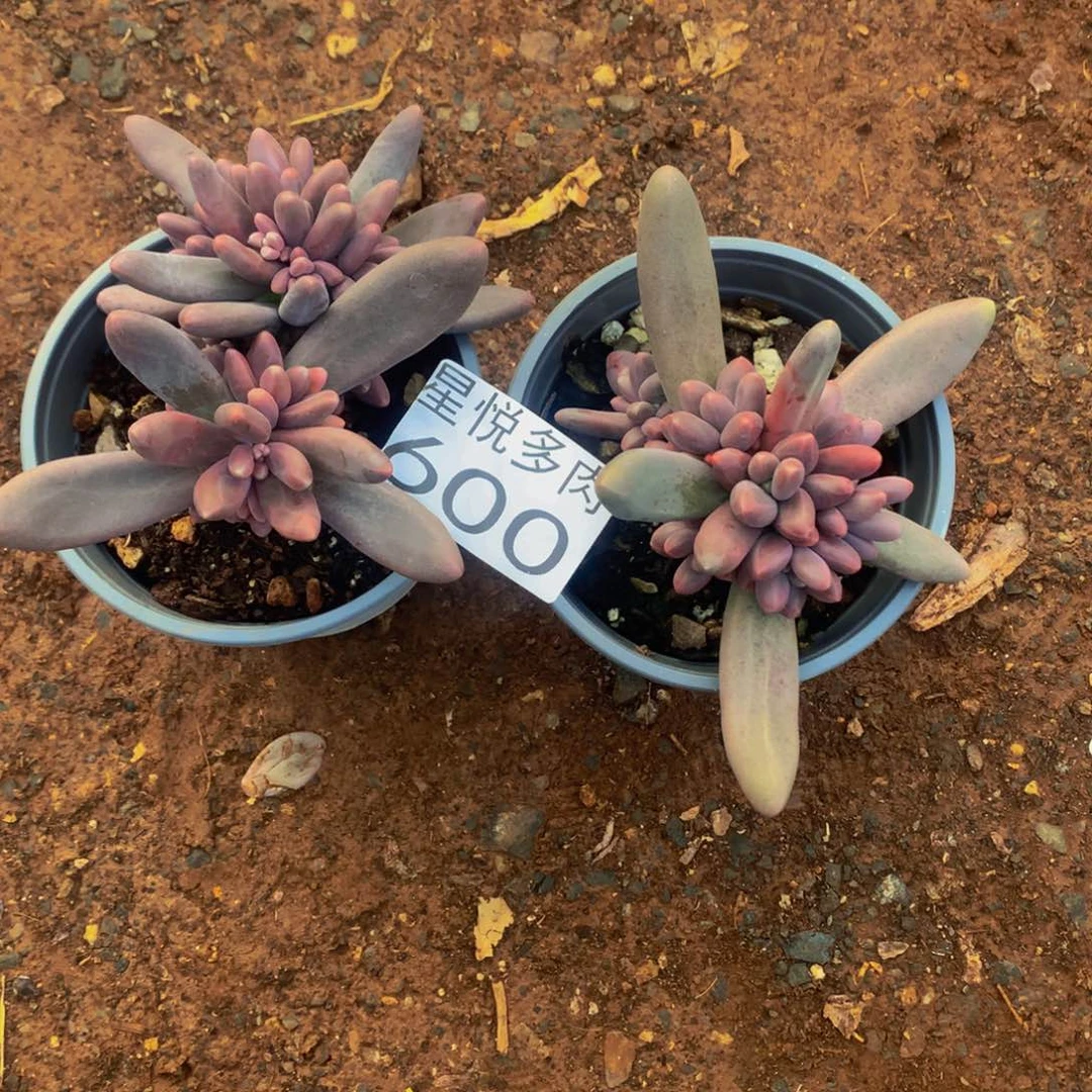 小****爱星悦多肉 糖果美人600