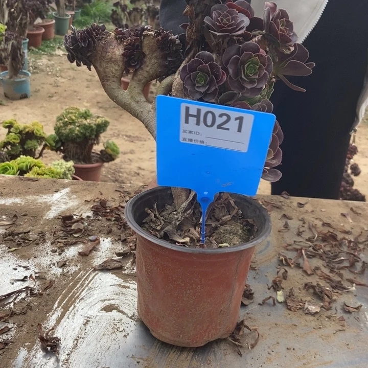 凯***喵021欧紫锥化老桩老桩