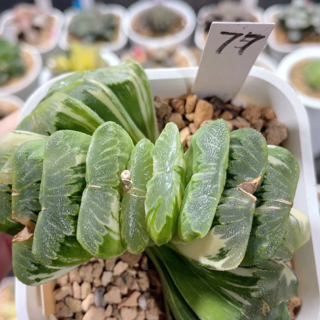 77绿玉扇锦。
