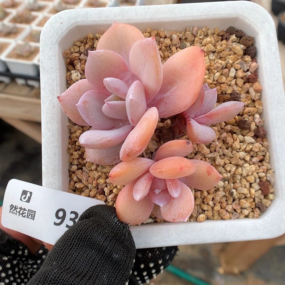 931奶茶多肉植物666