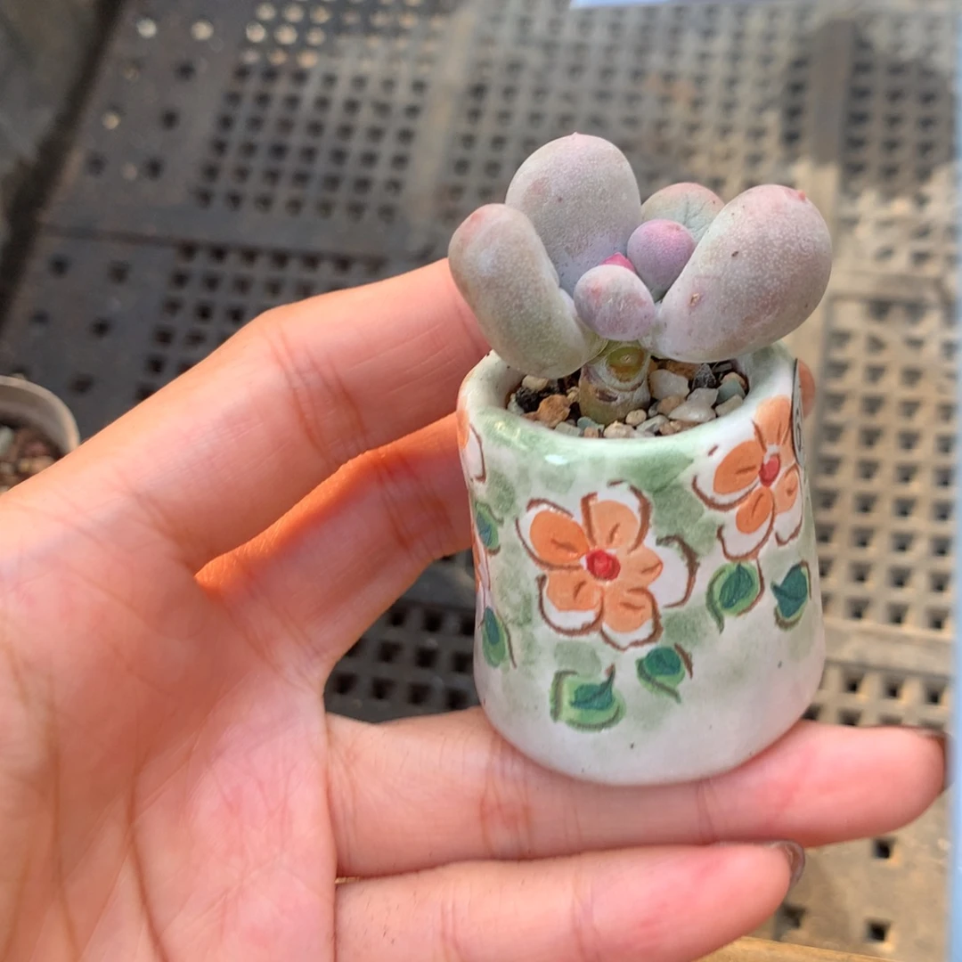 米可奶 小书肉奶酪多肉