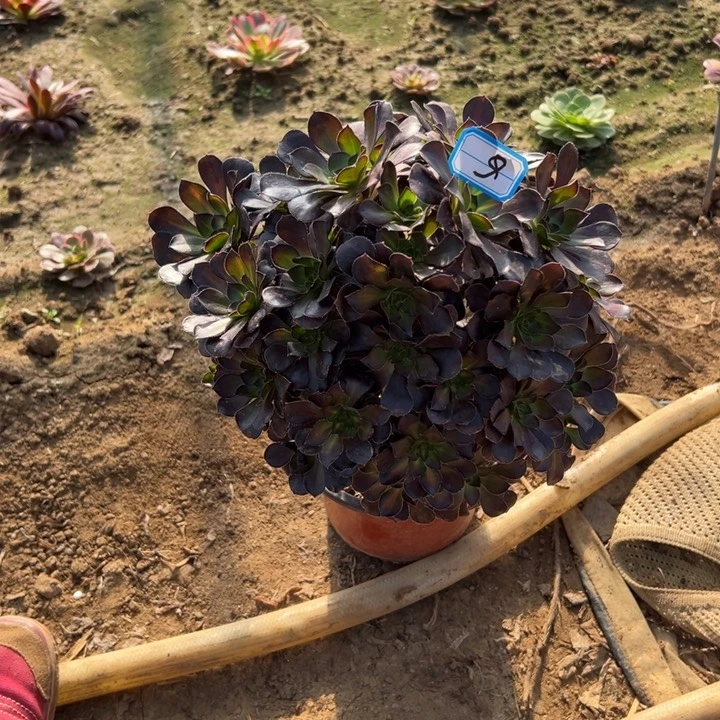多肉植物红酒法师6