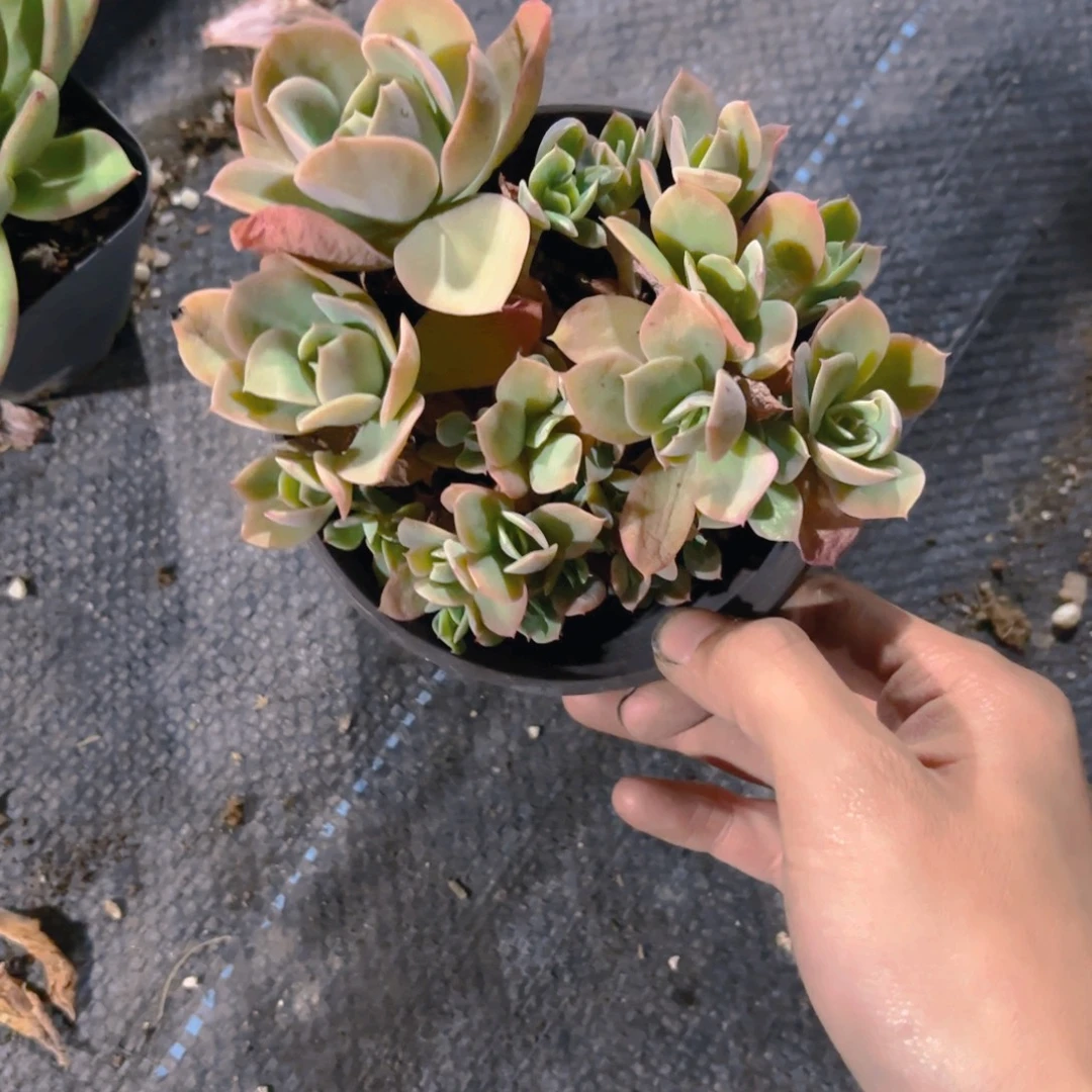 丝绸面纱新疆包邮福利11cm