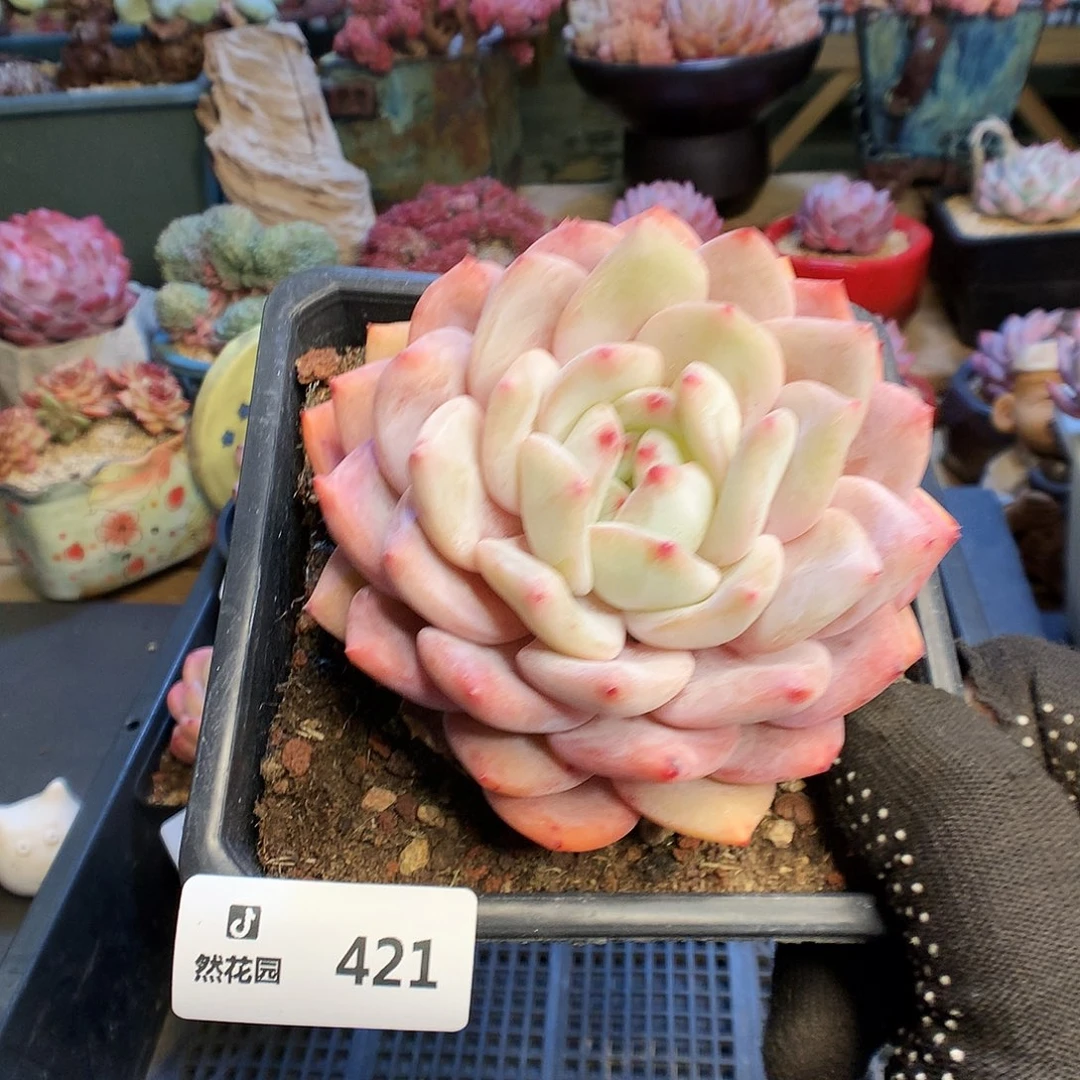 421梦露多肉植物6666