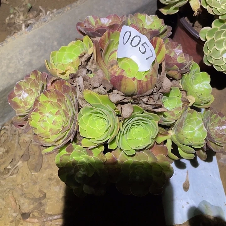多肉植物法师57花月夜