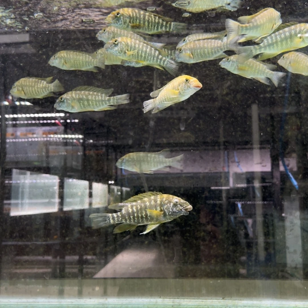 用***6海水大马苗彭总预定。