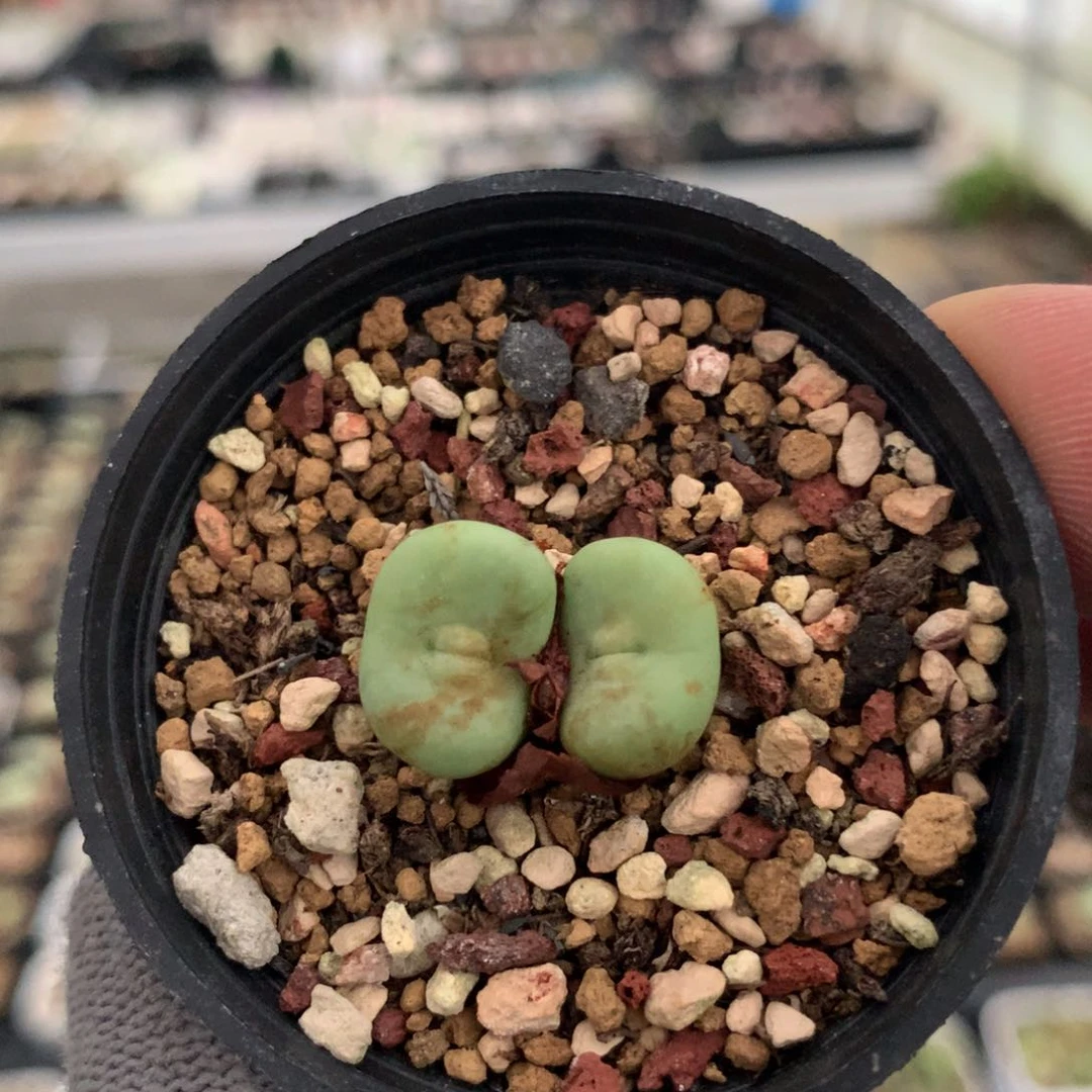 639大型红嘴母本