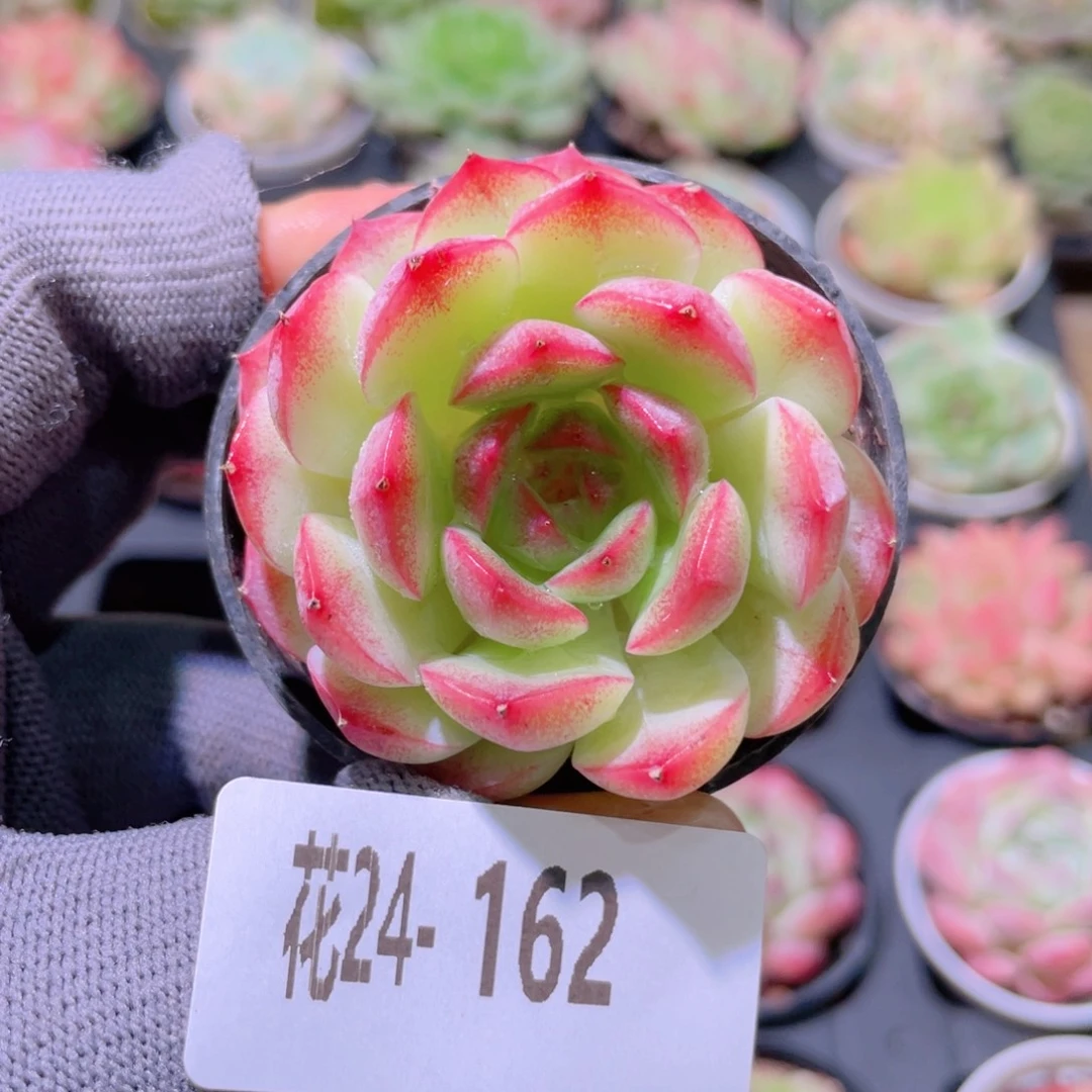 花利美24-162新品