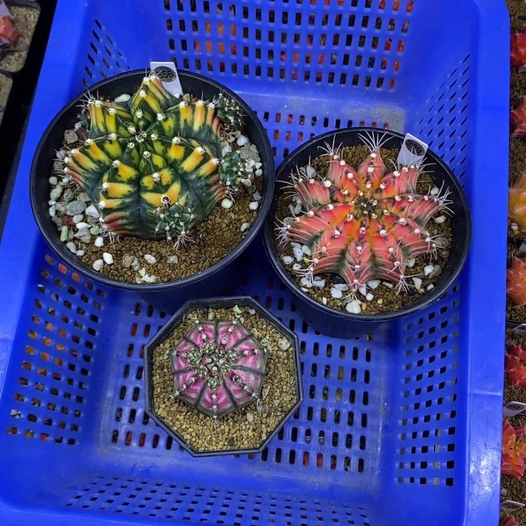 泰国精品米哈自然锦