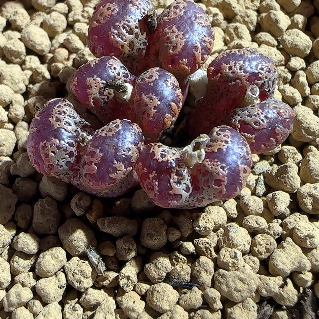 S***）谢谢。           50532