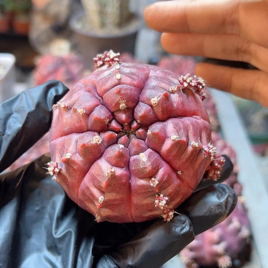 大梦想无根7公分